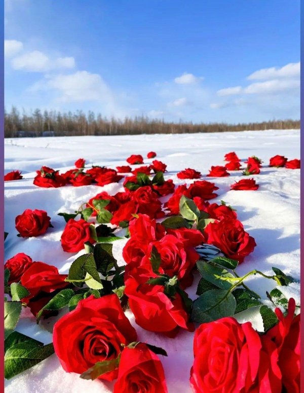 Зима и розы