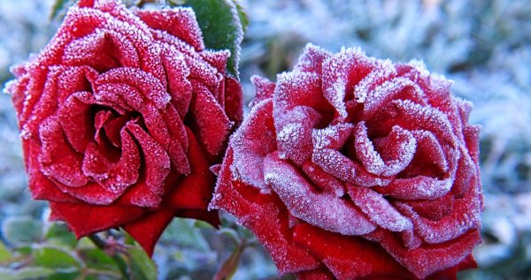 Зима и розы
