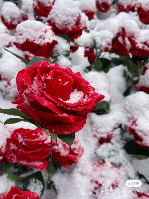 Зима и розы