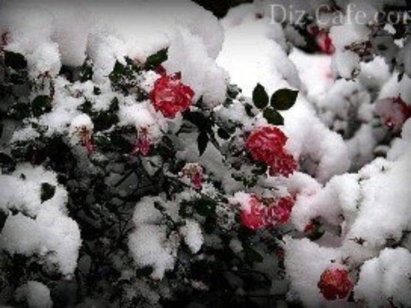 Зима и розы