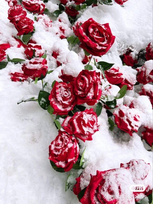 Зима и розы