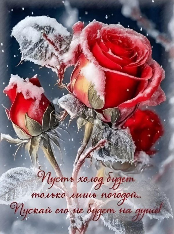 Зима и розы