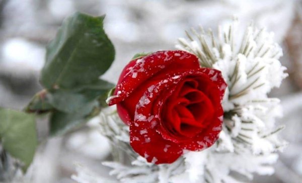 Зима и розы