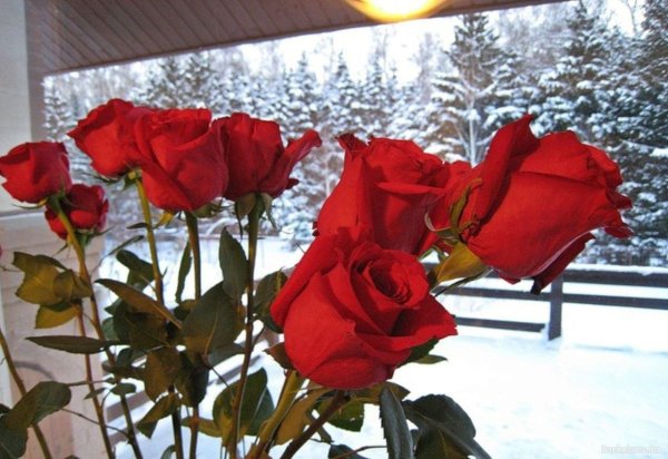 Зима и розы
