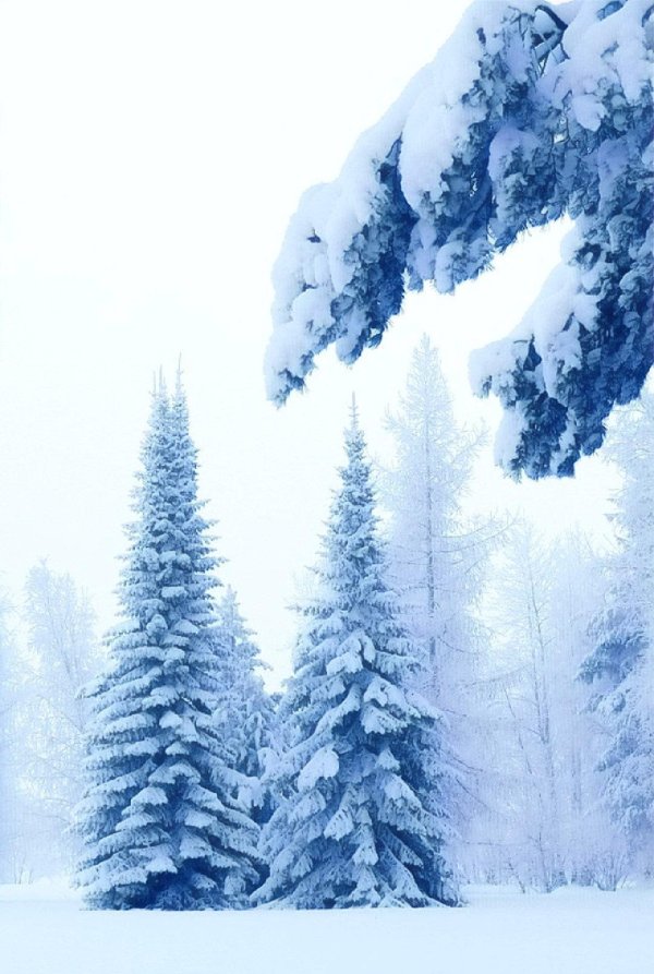 Зима пейзажи животные