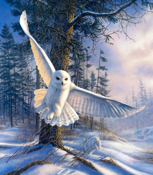 Зима пейзажи животные