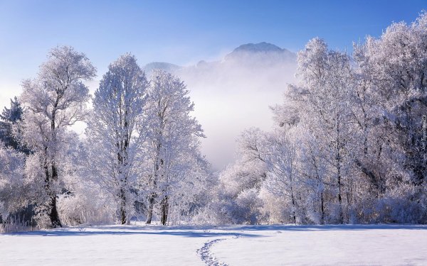 Зима пейзажи животные