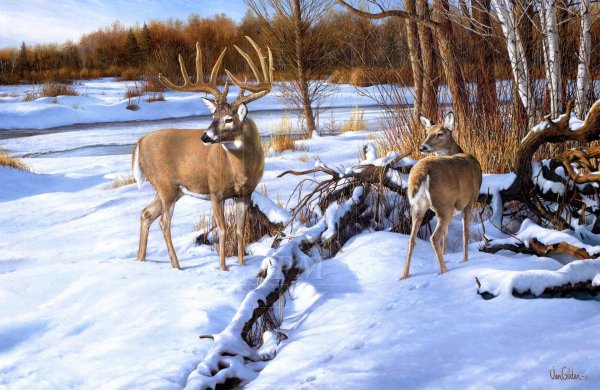 Зима пейзажи животные