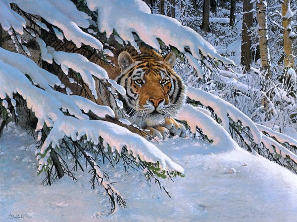 Зима пейзажи животные