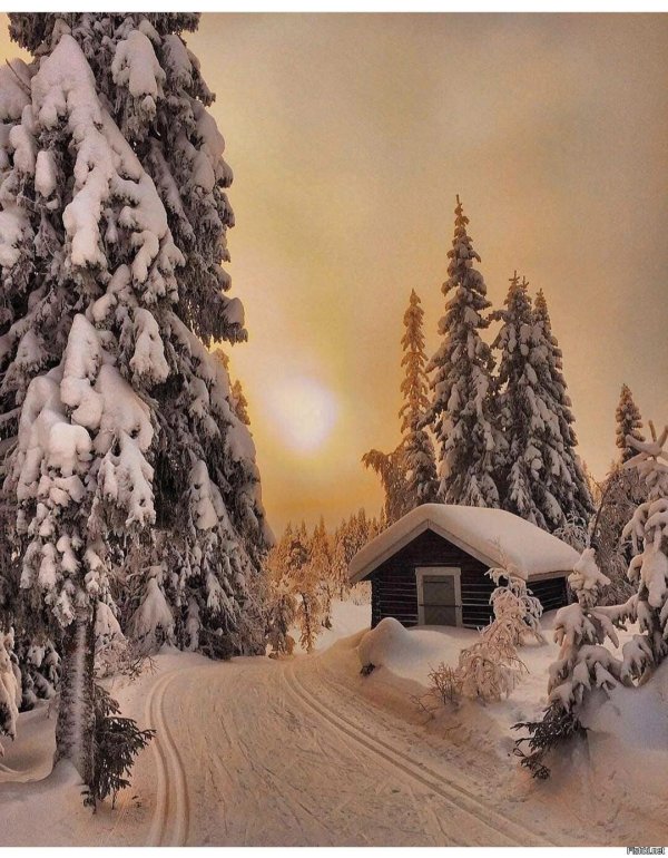 Зима пейзажи животные