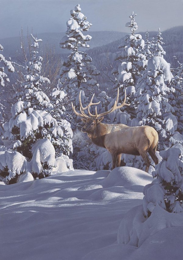 Зима пейзажи животные