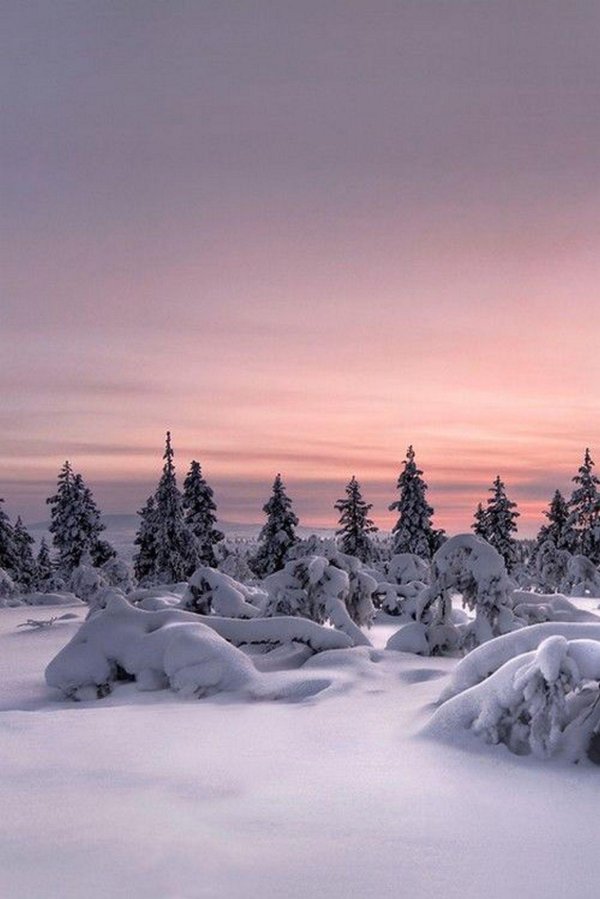 Зима пейзажи животные