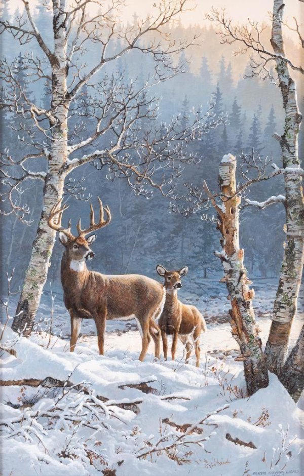 Зима пейзажи животные