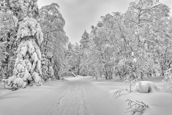 Зима черно белые