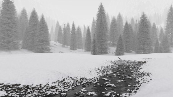 Зима черно белые