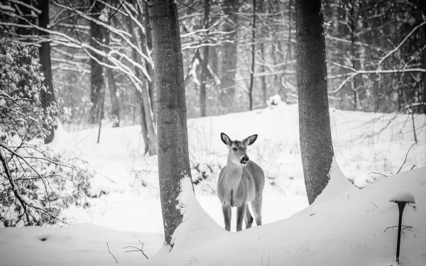 Зима черно белые