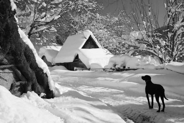 Зима черно белые