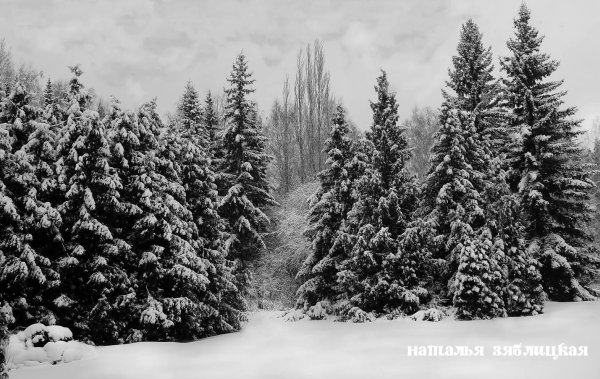 Зима черно белые