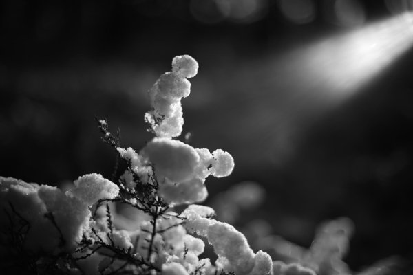 Зима черно белые