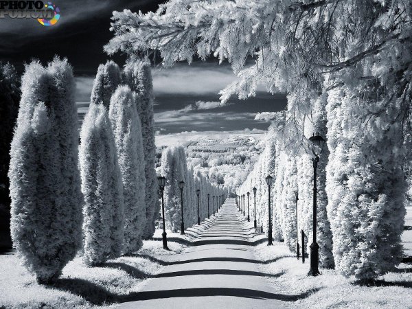 Зима черно белые