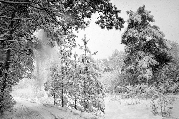 Зима черно белые