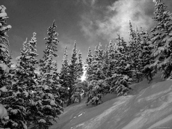 Зима черно белые