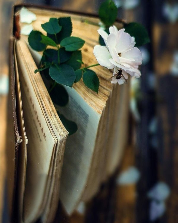 книжная эстетика