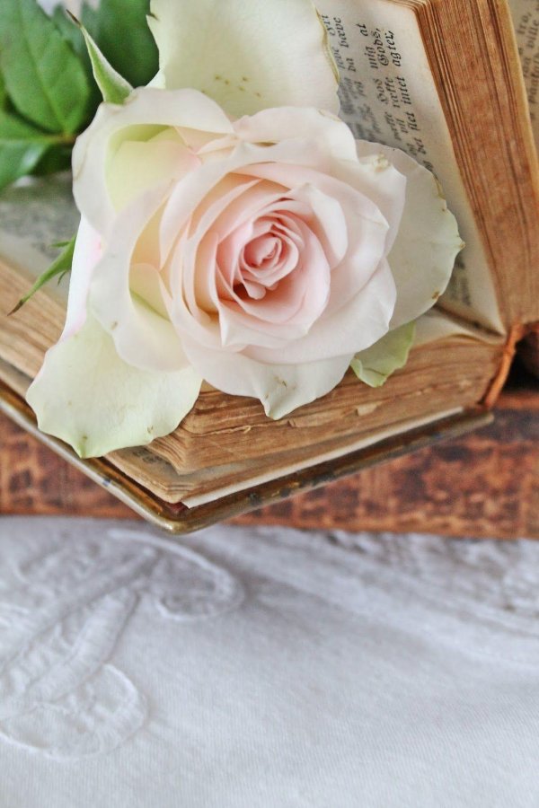 роза на книге