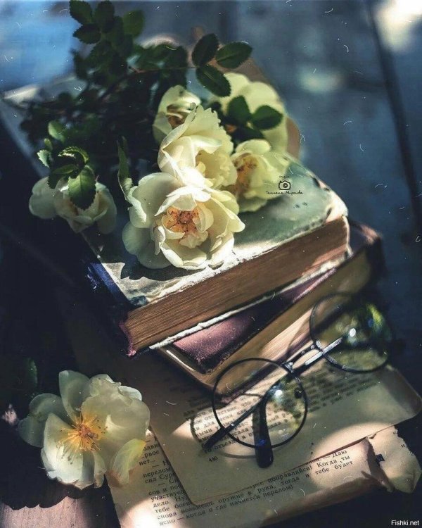 книжная эстетика