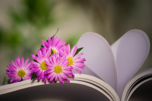 цветок красивый