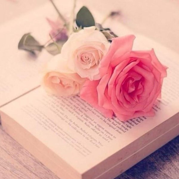 розовая роза