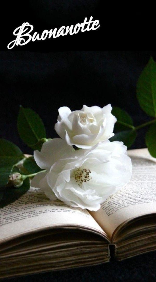 роза на книге