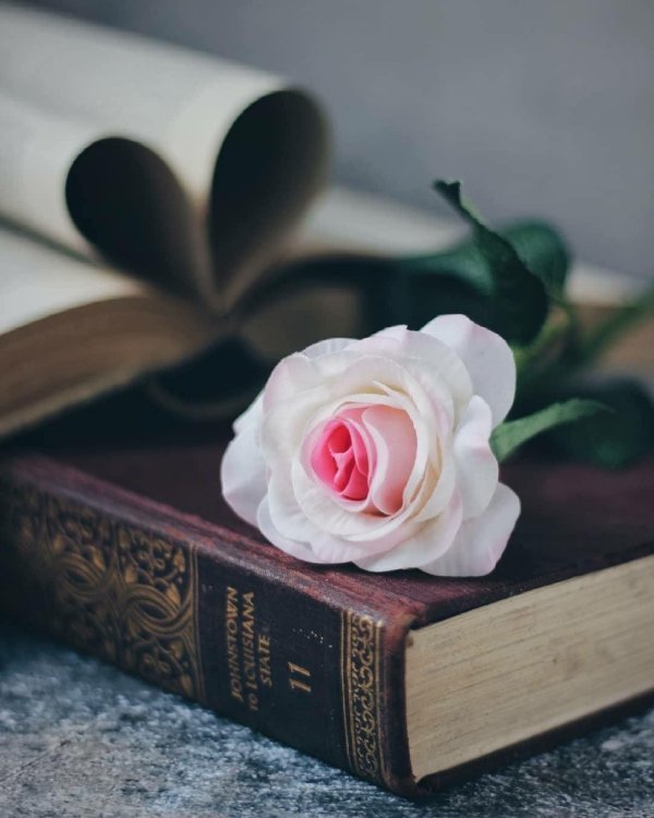 роза на книге