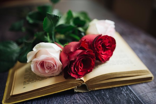 роза на книге