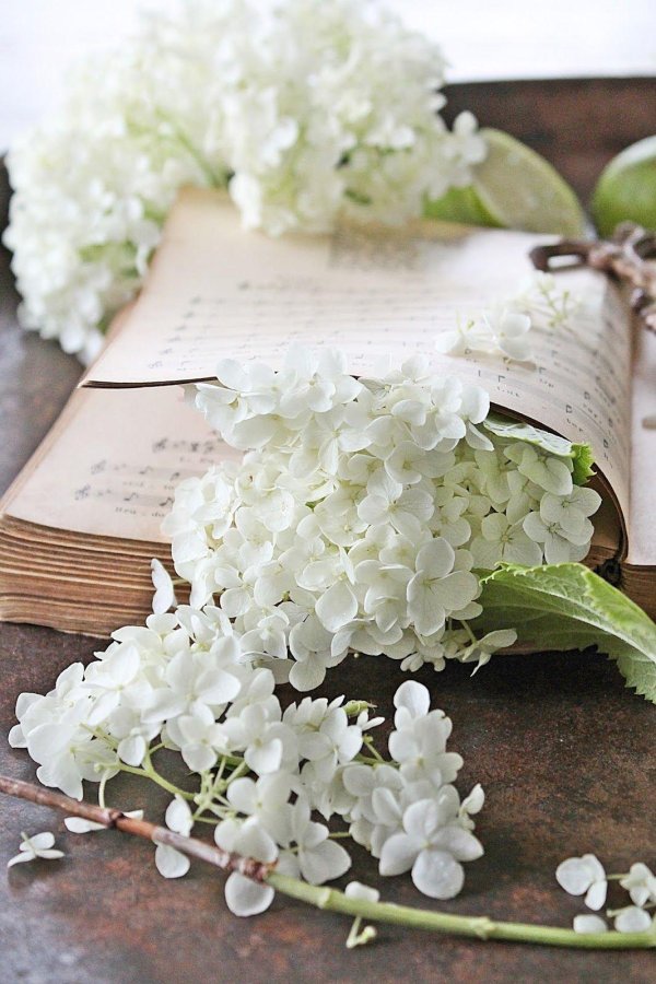 гортензия жасмин