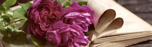 роза люсидас