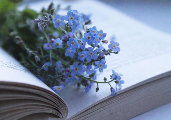 цветок незабудка