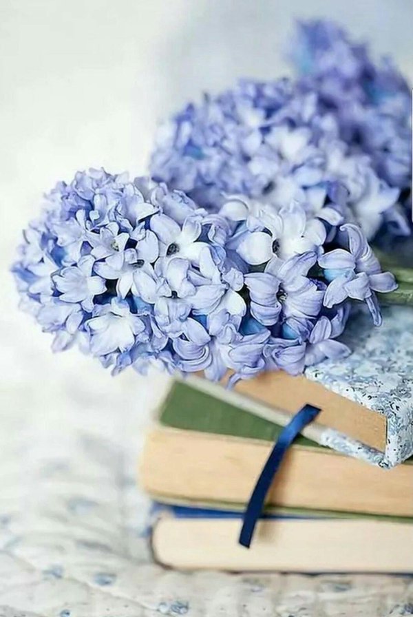 голубой цветок