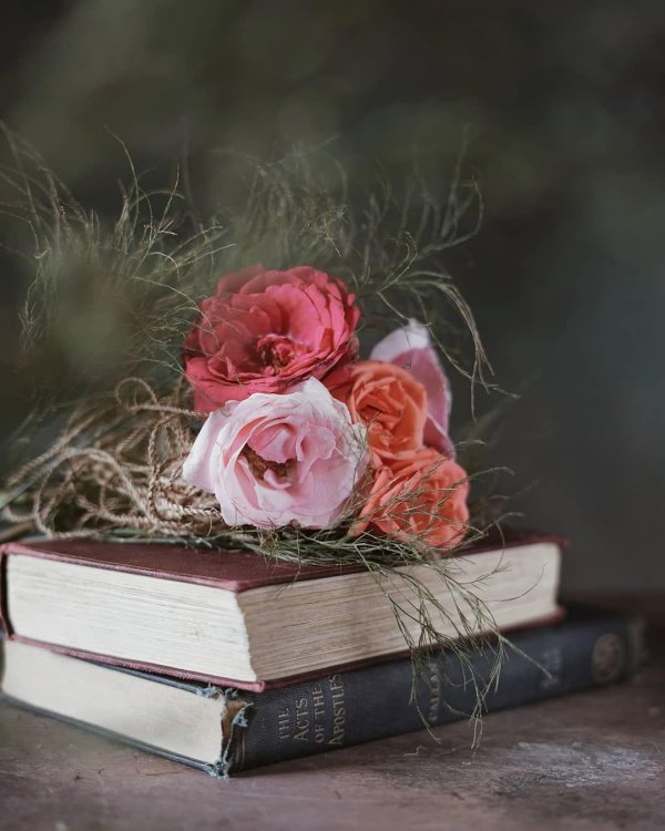 роза на книге