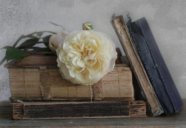 дэвид остин патиенс