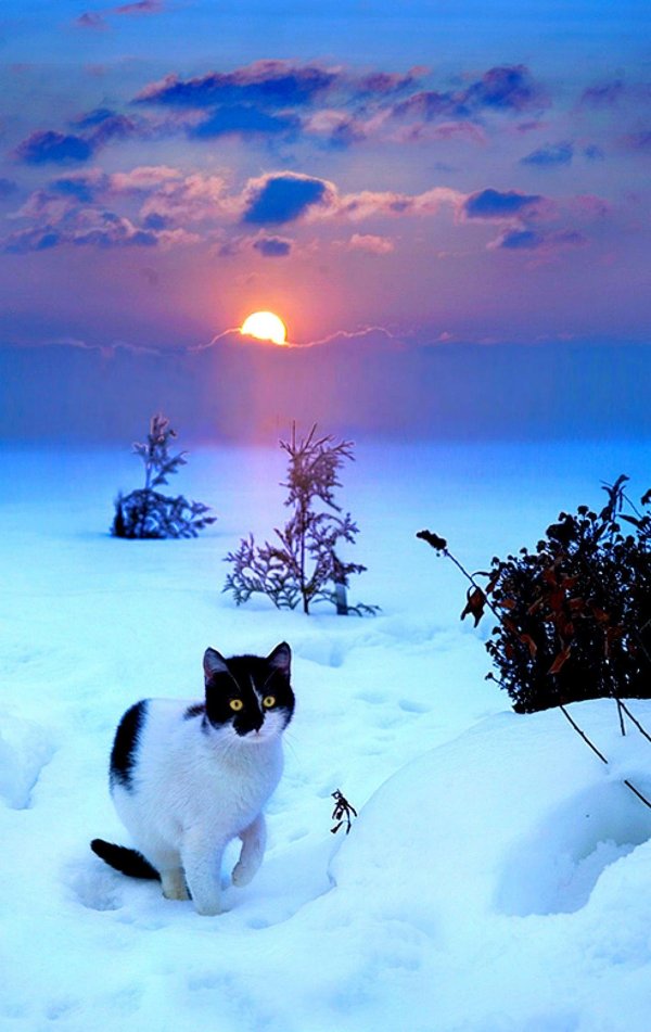 Зима и кошки