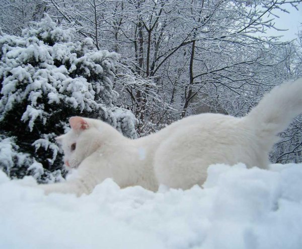 Зима и кошки