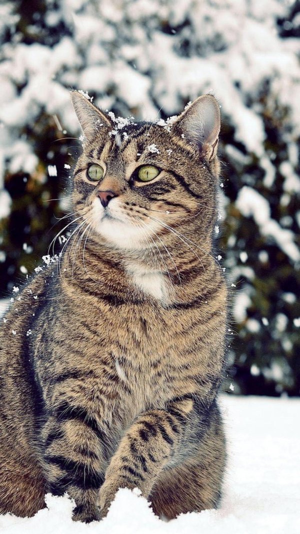 Зима и кошки