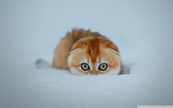 Зима и кошки