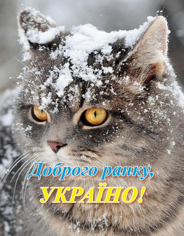 Зима и кошки