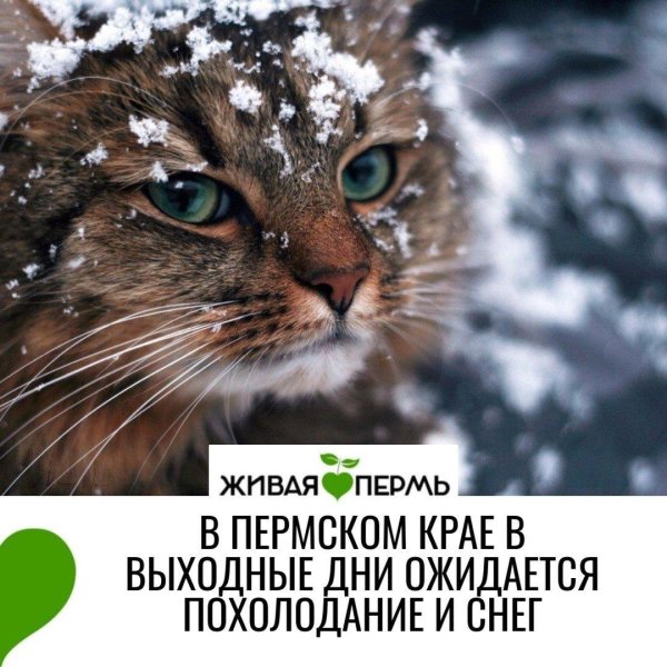 Зима и кошки