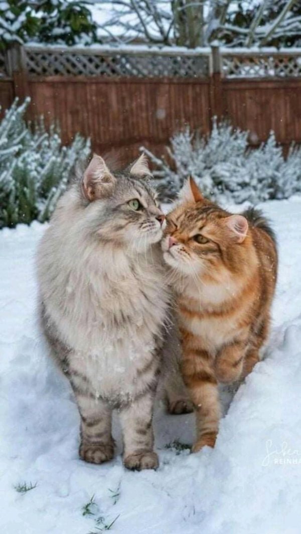 Зима и кошки