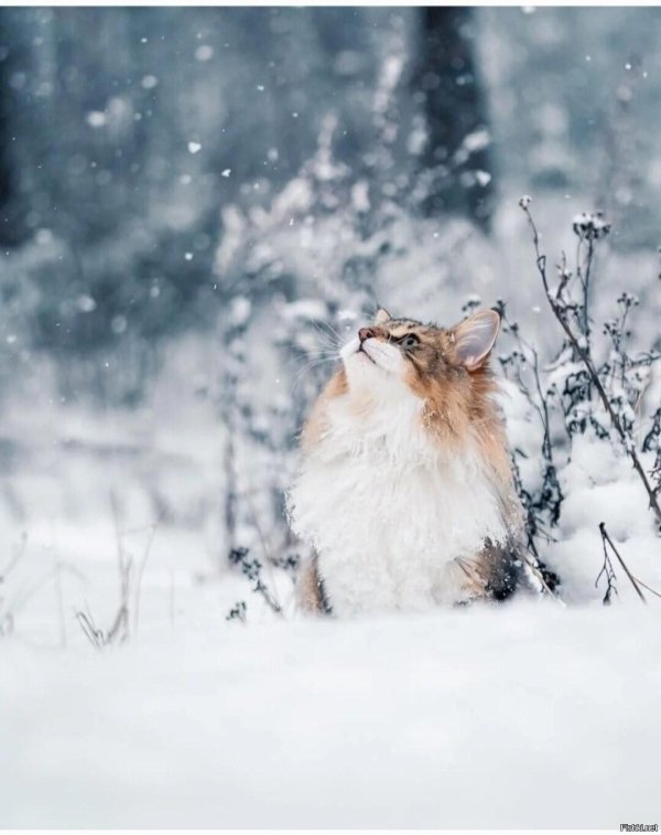 Зима и кошки