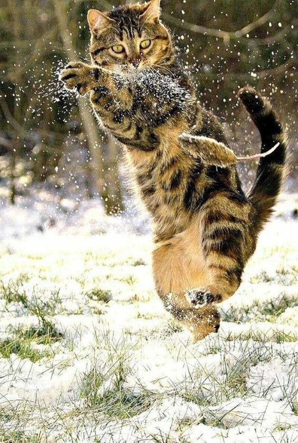 Зима и кошки