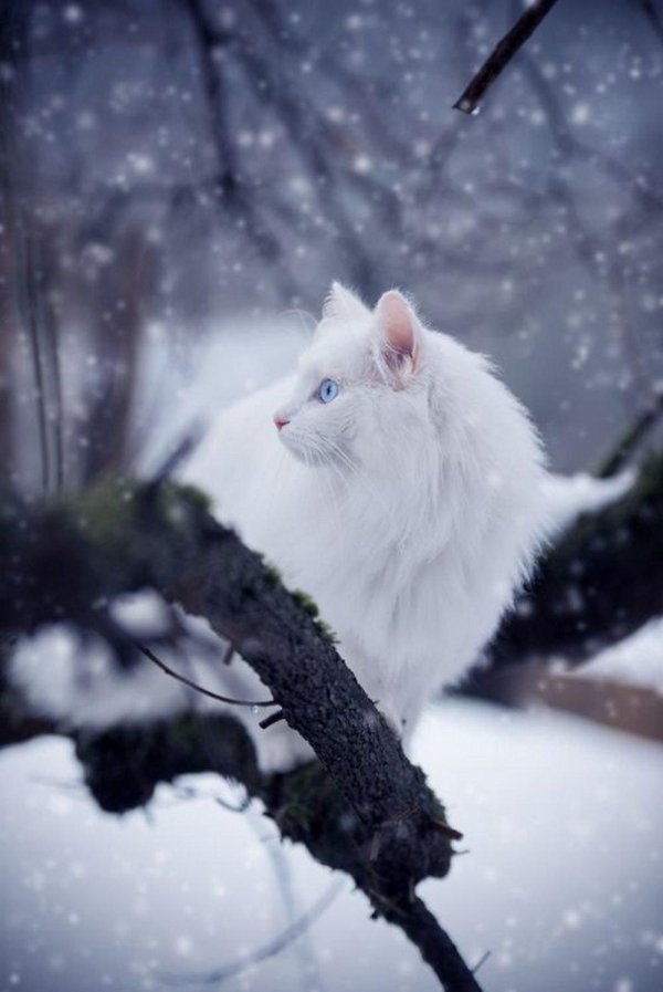 Зима и кошки